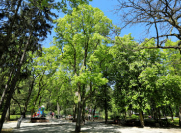 Toruń. Zielone plany urzędników na jesień