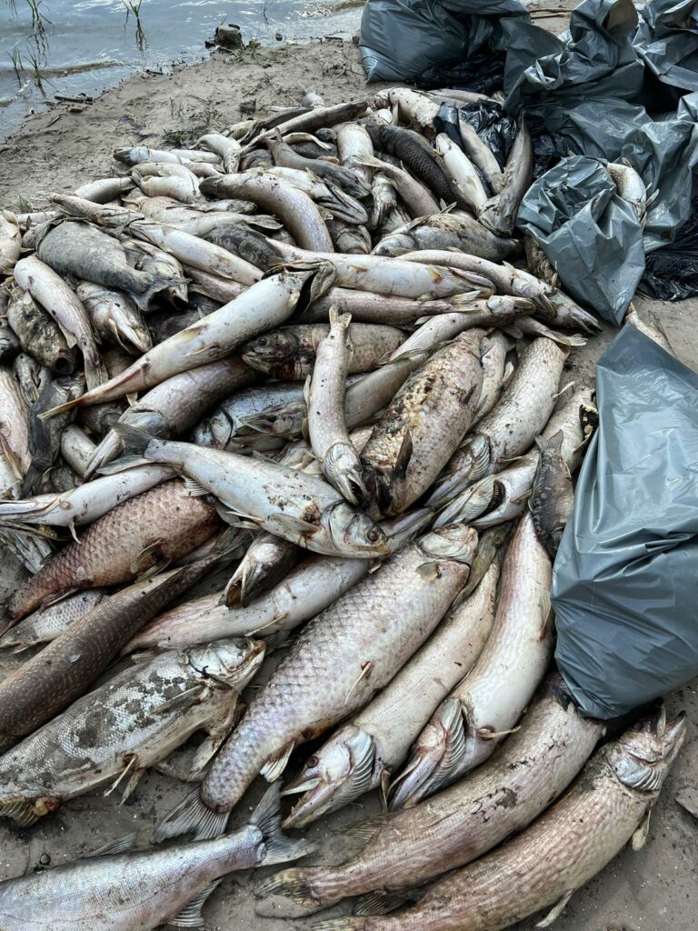 Śnięte ryby na Jeziorze Nowe