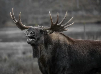 moose-bull-elk-yawns-39645